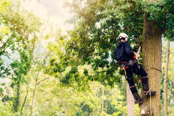 SDS Tree and Stump Removal Launches New Website